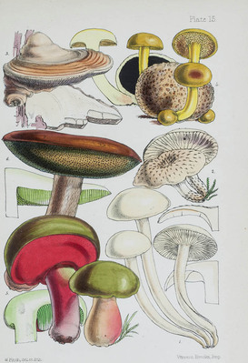 3458
<br/>
Outlines of British fungology; containing characters of above a thousand species of fungi, and a complete list of all that have been described as natives of the British Isles
<br/>
<em></em>